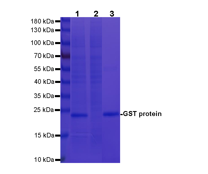 Rabbit Anti-GST agarose Beads