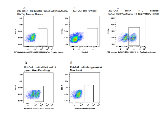 FITC-Labeled SLAMF7/CRACC/CD319 Fc Chimera Protein, Human