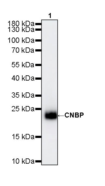 CNBP Recombinant Rabbit mAb (S-4288-3)