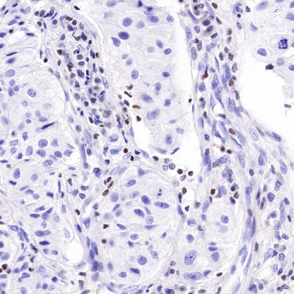 IKAROS Recombinant Rabbit mAb (S-R264)