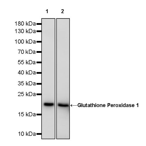 Glutathione Peroxidase 1 Recombinant Rabbit mAb (S-1714-17)