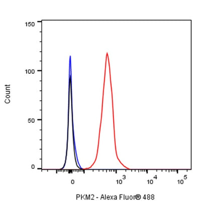 PKM2 Rabbit Polyclonal antibody