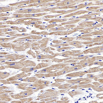 NDUFB8 Recombinant Mouse mAb (S-M0007)