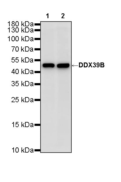 DDX39B Recombinant Rabbit mAb (S-4549-30)