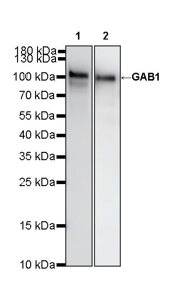 GAB1 Recombinant Rabbit mAb (S-3907-33)