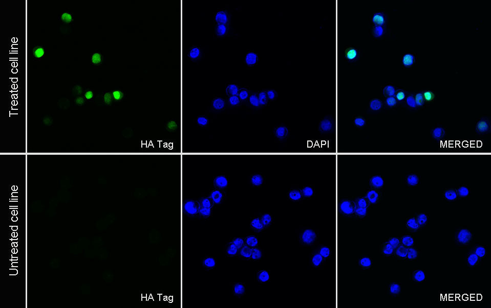 HA Tag Recombinant Rabbit mAb (FITC Conjugate) (S-4144)