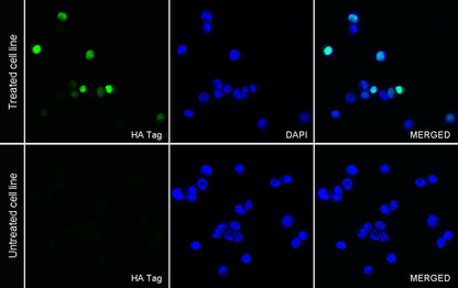 HA Tag Recombinant Rabbit mAb (FITC Conjugate) (S-4144)