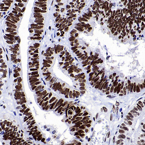 RIBEYE/CTBP2 Rabbit Polyclonal Antibody