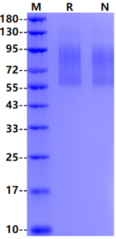 CD68/SR-D1 His Tag Protein, Human