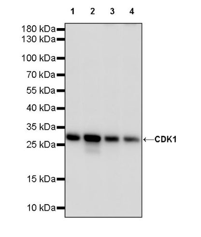 CDK1 Recombinant Rabbit mAb (S-1374-66)