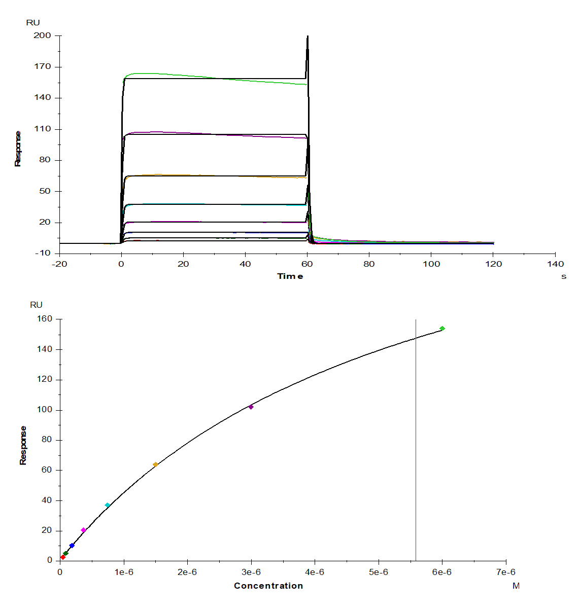 Fc γ RIIA/CD32a His Tag Protein, Rhesus macaque