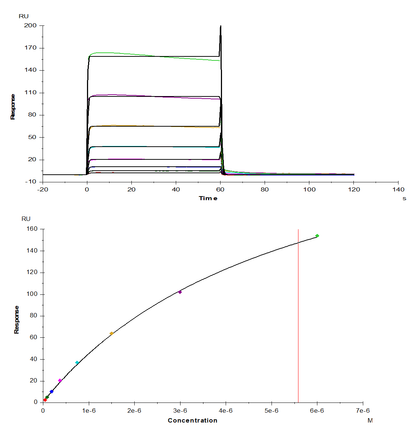 Fc γ RIIA/CD32a His Tag Protein, Rhesus macaque