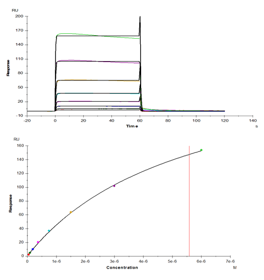 Fc γ RIIA/CD32a His Tag Protein, Rhesus macaque