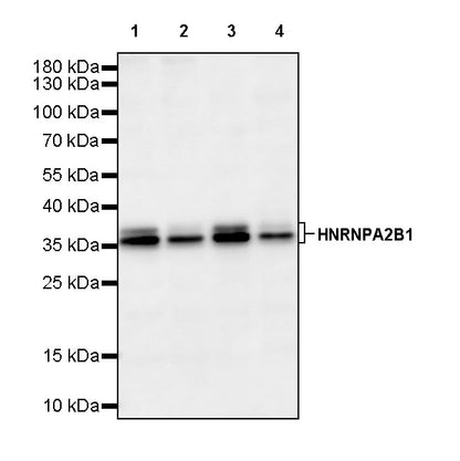 HNRNPA2B1 Mouse mAb