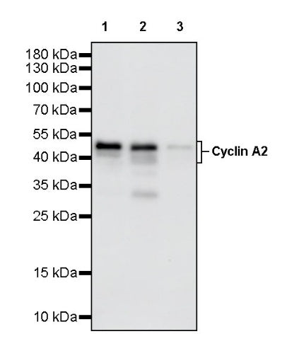 Cyclin A2 Recombinant Rabbit mAb (S-1873-103)