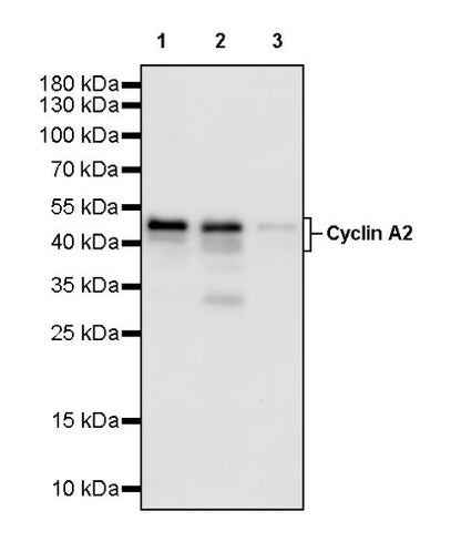 Cyclin A2 Recombinant Rabbit mAb (S-1873-103)
