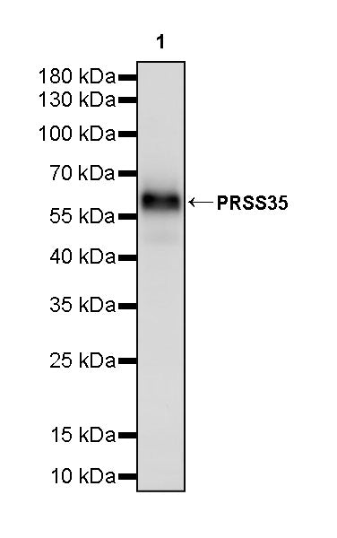 PRSS35 Recombinant Rabbit mAb (S-3769-241)