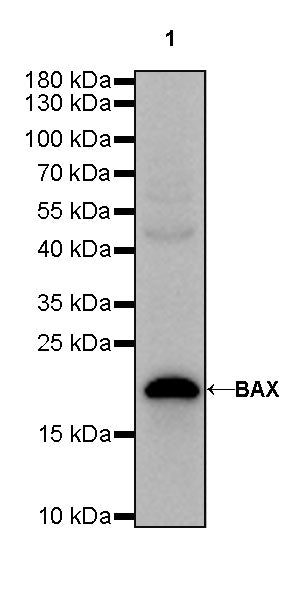 BAX Recombinant Rabbit mAb (SDT-338-76)