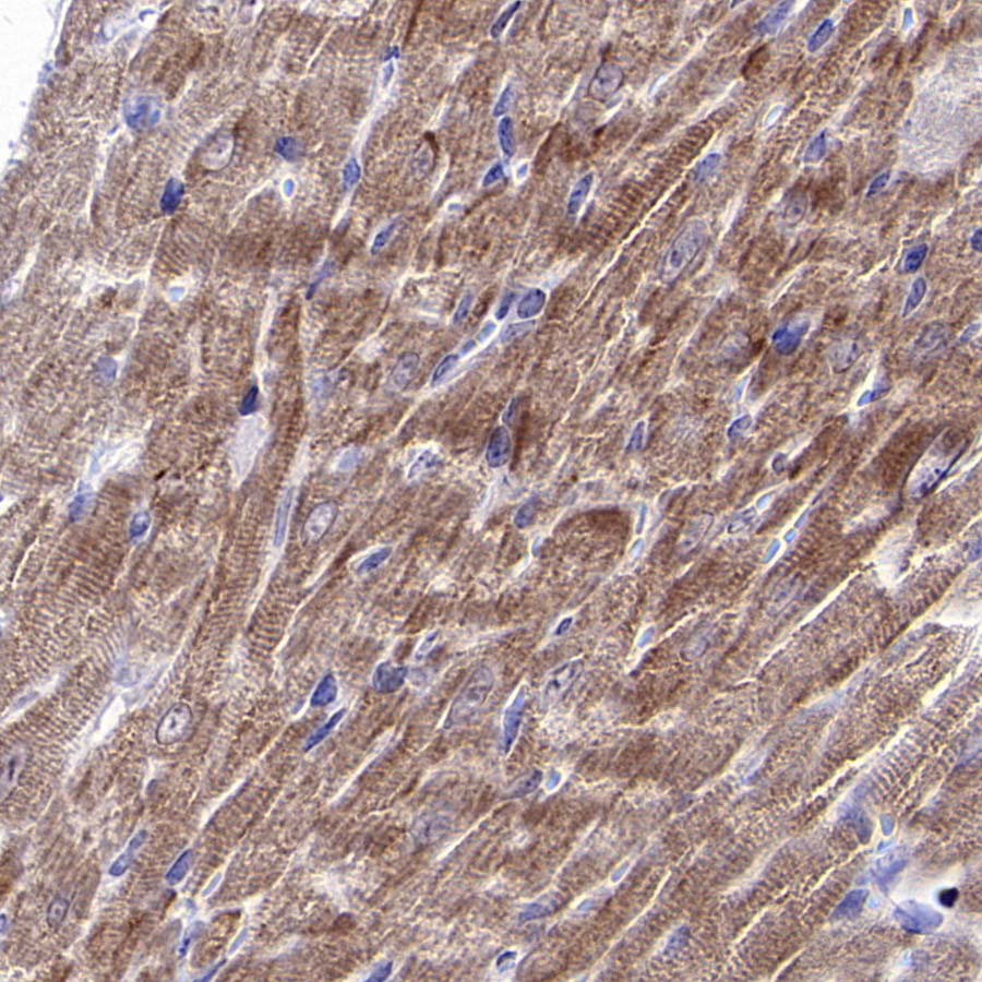 CHCHD10 Recombinant Rabbit mAb (S-4106-13)