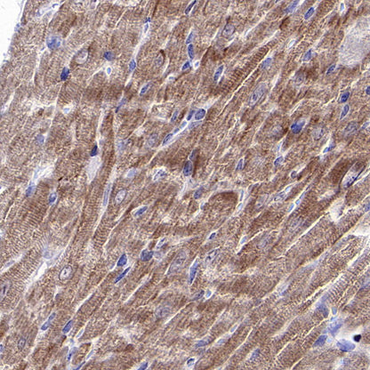 CHCHD10 Recombinant Rabbit mAb (S-4106-13)
