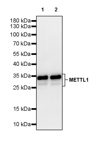 METTL1 Recombinant Rabbit mAb (S-4435-6)