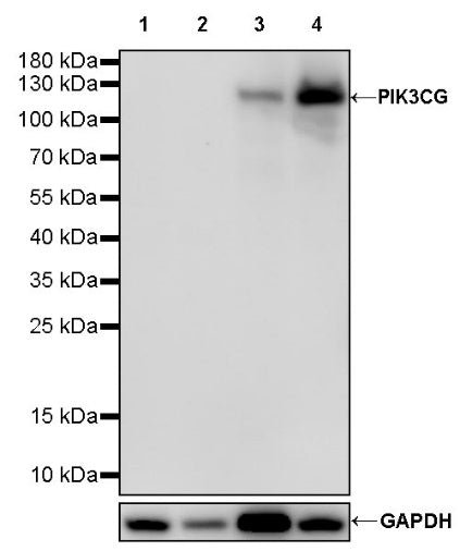 PIK3CG Recombinant Rabbit mAb (S-1981-51)