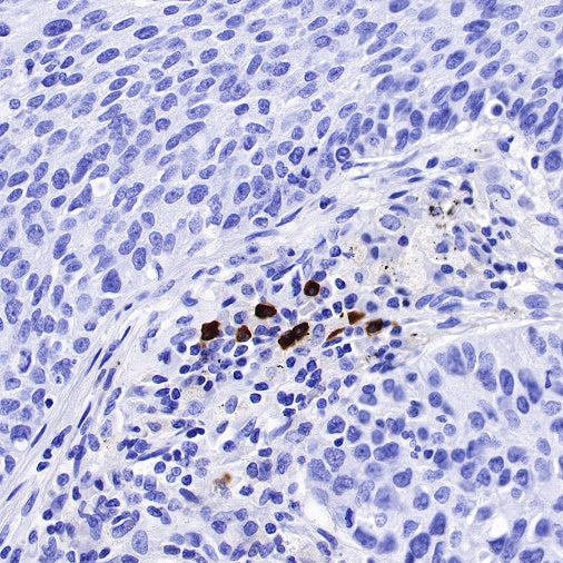 Human IgG3 F(c) Recombinant Rabbit mAb (S-459-75)