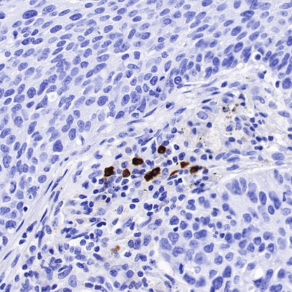 Human IgG3 F(c) Recombinant Rabbit mAb (S-459-75)