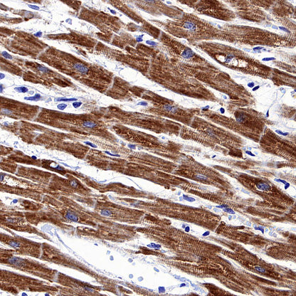 CHCHD10 Recombinant Rabbit mAb (S-4106-13)