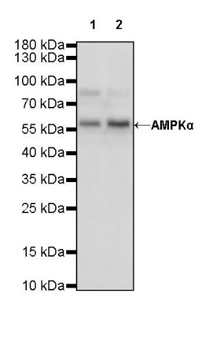 AMPKα Recombinant Rabbit mAb (S-455-38)