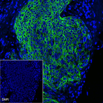 S-RMab® CK-Pan Recombinant Rabbit mAb (Alexa Fluor® 488 Conjugate) (S-P001)