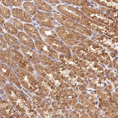 Hint1 Recombinant Rabbit mAb (S-2693-67)