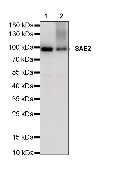 SAE2 Recombinant Rabbit mAb (S-4888-5)