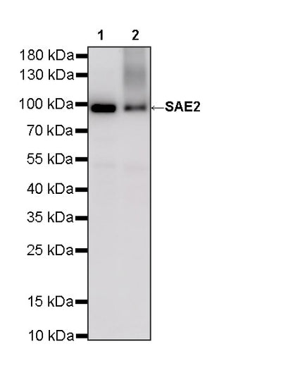 SAE2 Recombinant Rabbit mAb (S-4888-5)