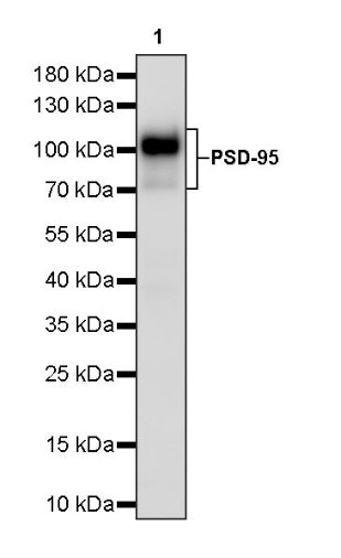 PSD-95 Recombinant Rabbit mAb (S-1518-4)