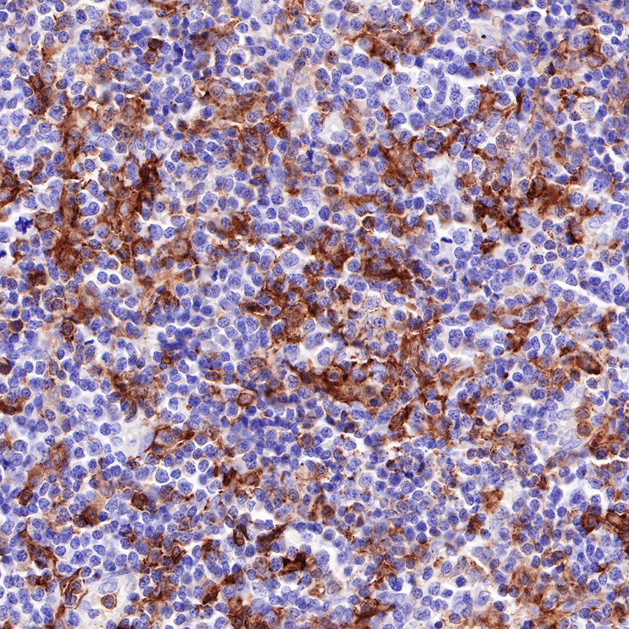 S-RMab® CD16a Recombinant Rabbit mAb,PBS Only (SDT-366-45)