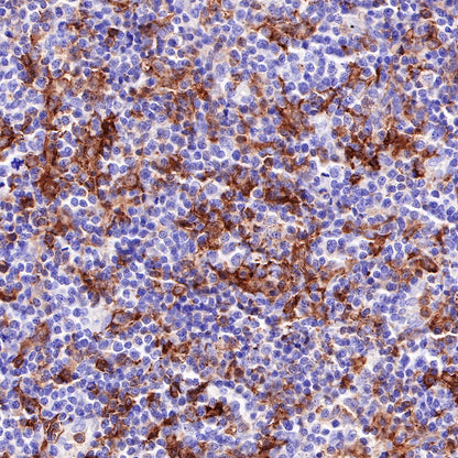S-RMab® CD16a Recombinant Rabbit mAb,PBS Only (SDT-366-45)