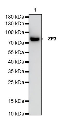ZP3 Recombinant Rabbit mAb (SDT-2201-35)