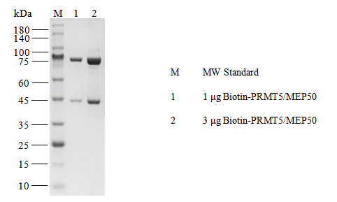 Biotin-PRMT5/MEP50 Protein, Human