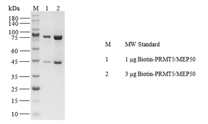 Biotin-PRMT5/MEP50 Protein, Human