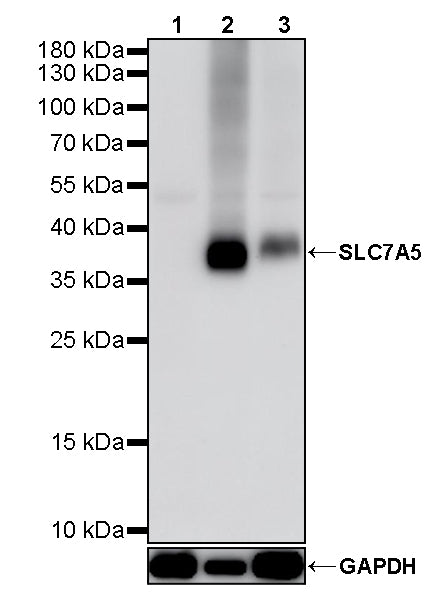 SLC7A5 Recombinant Rabbit mAb (S-4496-55)