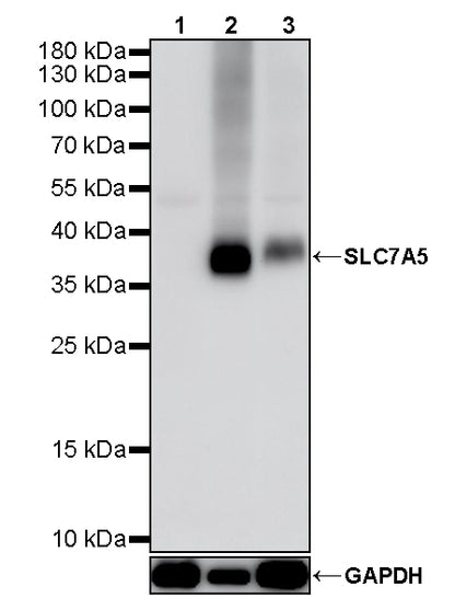 SLC7A5 Recombinant Rabbit mAb (S-4496-55)