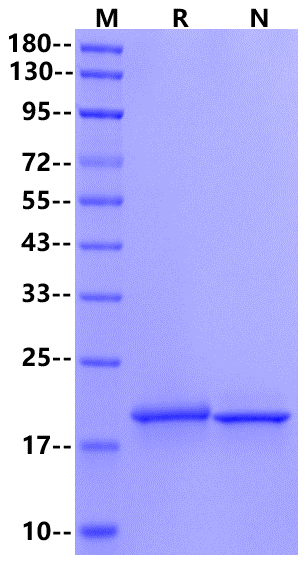 IL-10 Protein, Canine
