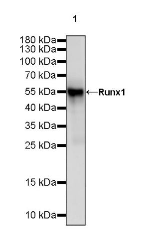 Runx1 Recombinant Rabbit mAb (S-959-64)