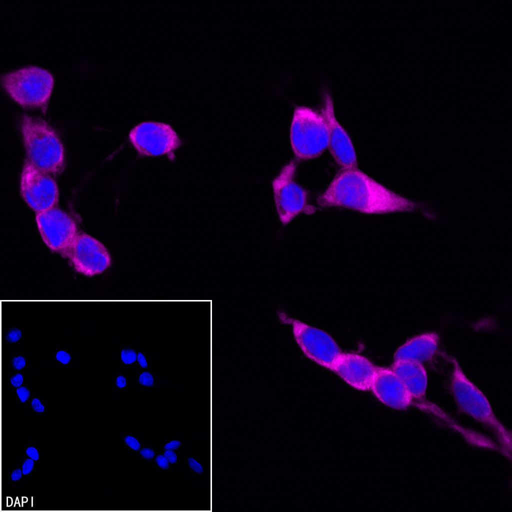 GAPDH Recombinant Rabbit mAb (Alexa Fluor® 647 Conjugate) (S-4718)