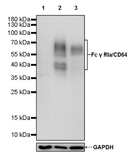 Fc γ RIa/CD64 Mouse mAb (S-1065-76)