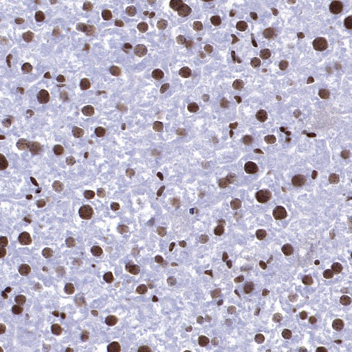 NRF1 Recombinant Rabbit mAb (S-2409-103)