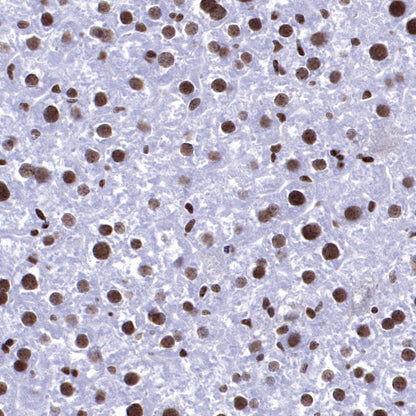 NRF1 Recombinant Rabbit mAb (S-2409-103)