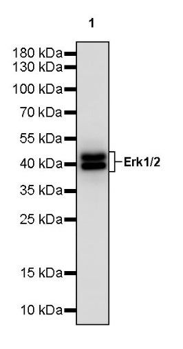 Erk1/2 Recombinant Rabbit mAb (S-3178)