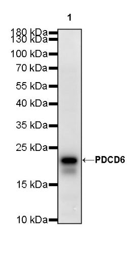 PDCD6 Recombinant Rabbit mAb (S-578-98)